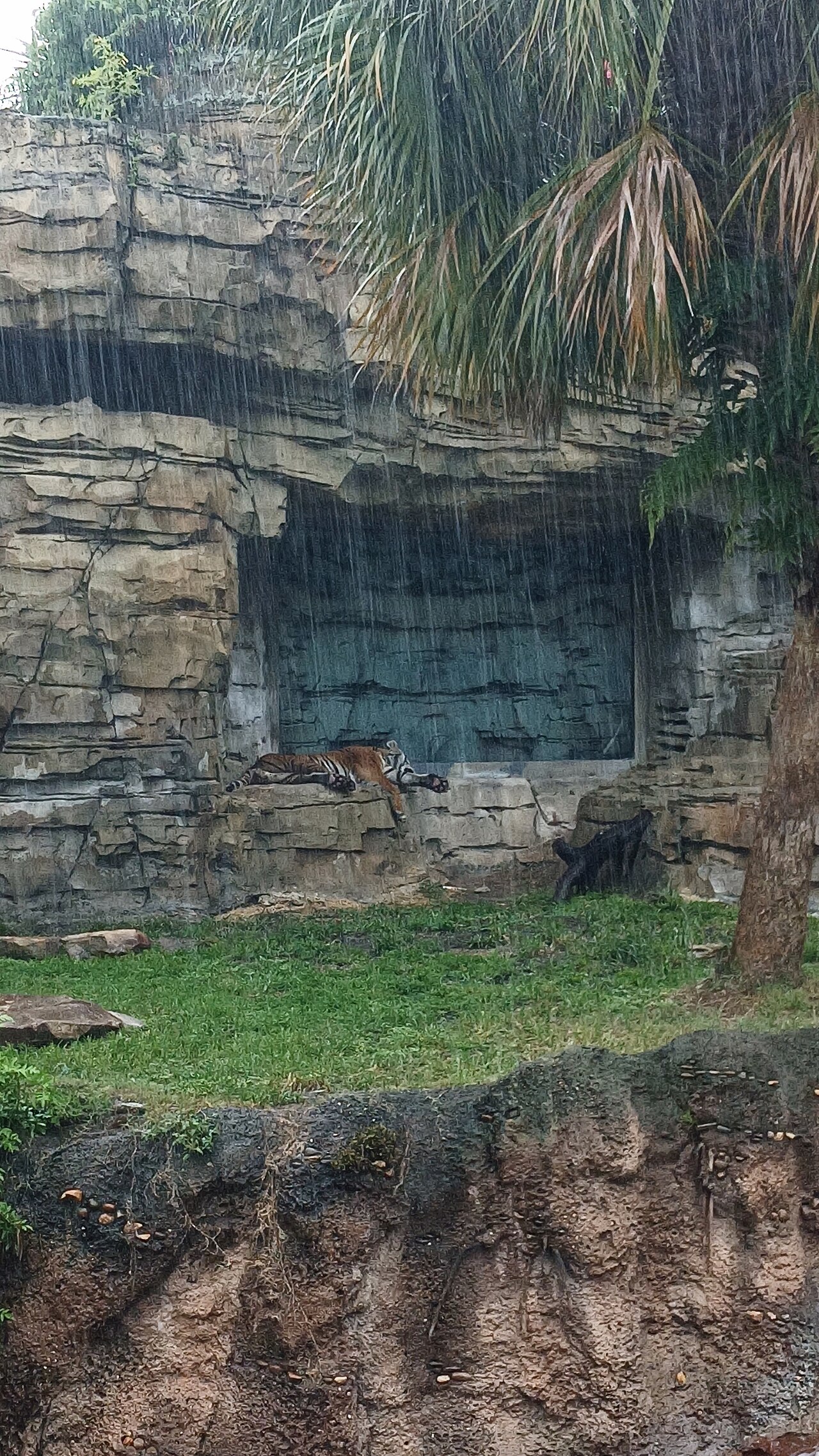 Tigris at Busch Gardens Tampa Bay