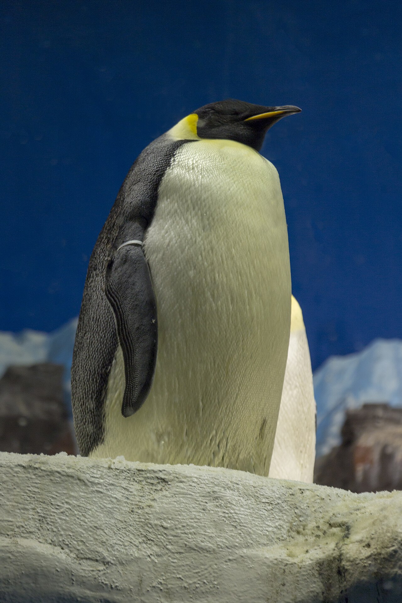 An Emperor Penguin in San Diego's Sea World Aquarium