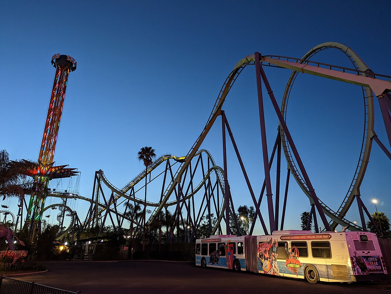 Medusa at night