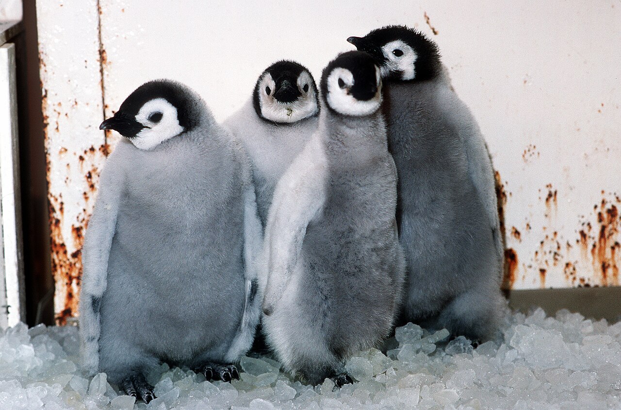 Emperor at SeaWorld San Diego