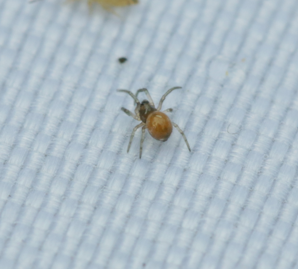 Spider at Lagoon