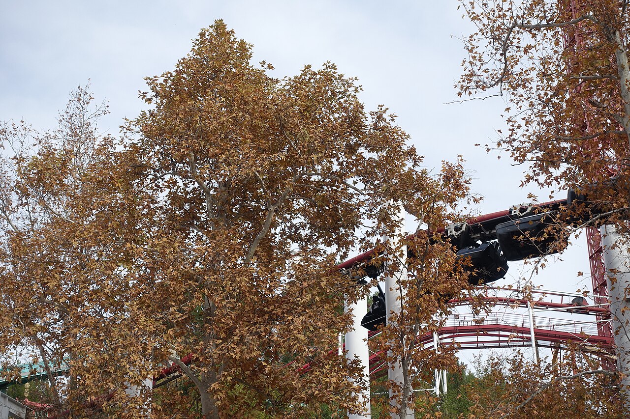 Ninja at Six Flags Magic Mountain