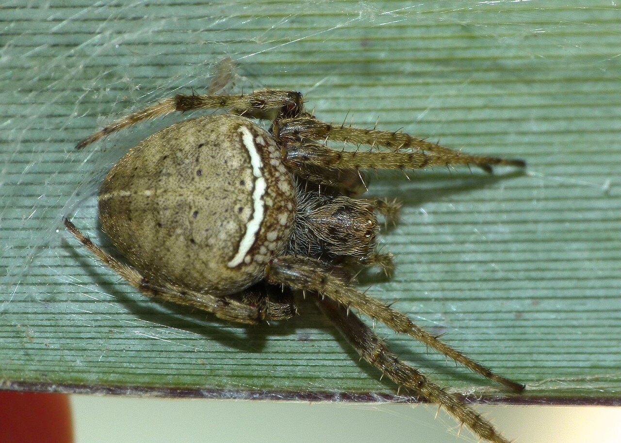 Spider at Lagoon
