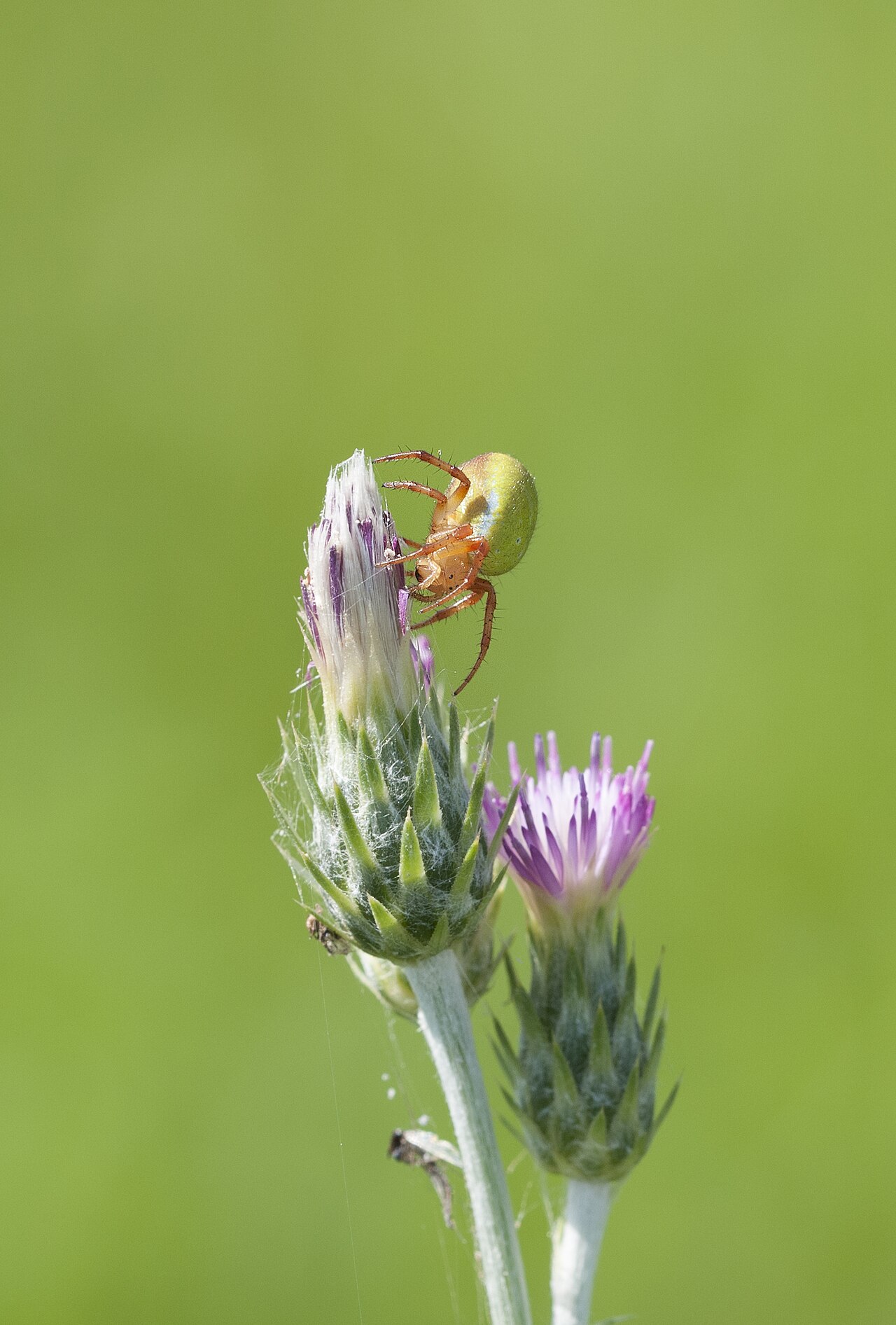 Spider at Lagoon