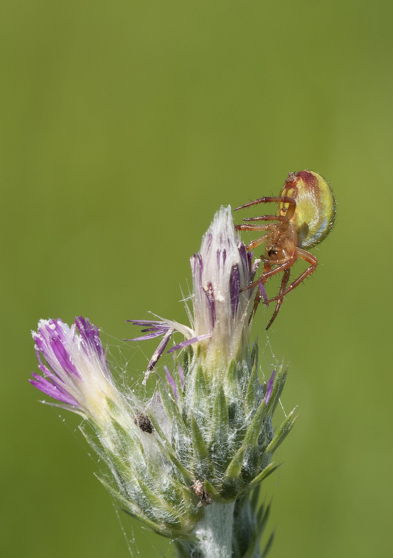 Spider at Lagoon
