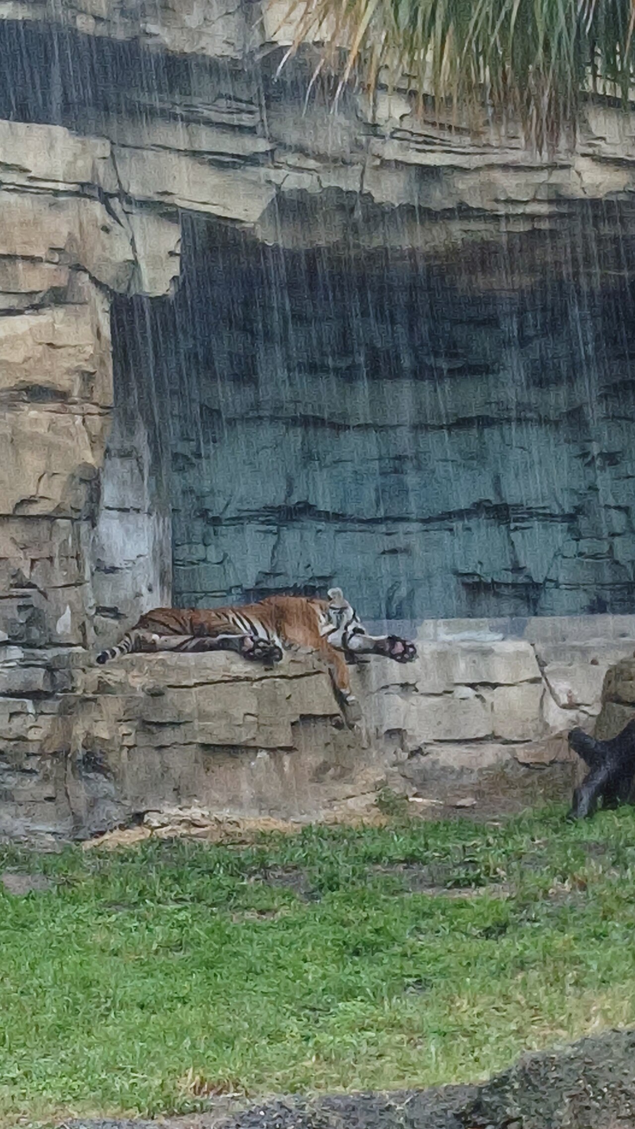 Tigris at Busch Gardens Tampa Bay