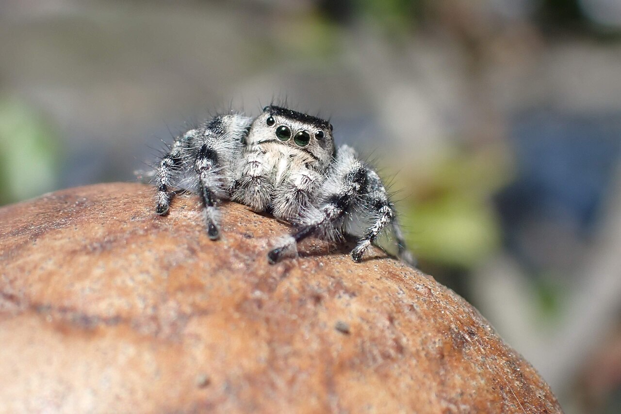 Phidippus adumbratus jumping spider in Santa Barbara County, California