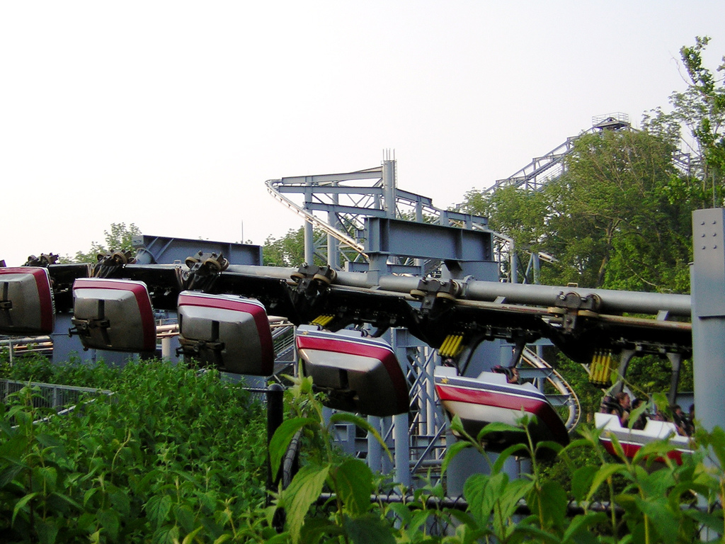 Bat at Kings Island