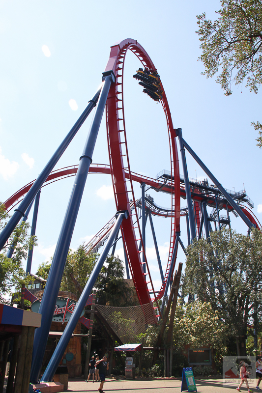 SheiKra at Busch Gardens Tampa Bay